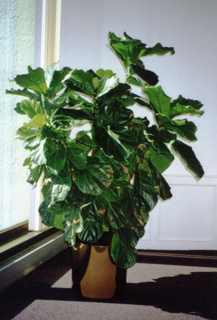 Fiddle Leaf Fig